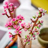 LEGO 40725 Botanicals Kirschblüten, Konstruktionsspielzeug 