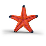 Schleich Wild Life Seestern mit Farbwechsel, Spielfigur 