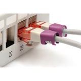Digitus Farbclips für Patchkabel - Magenta, Abdeckung magenta