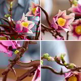 LEGO 11510 Botanicals Magnolienzweige, Konstruktionsspielzeug 